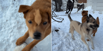 Video: Dog Loses Interest in Owner the Moment Her Furry Siblings Arrive