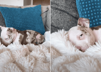 Rescue Puppy Caught Nestling in the Heated Blanket in Adorable Video