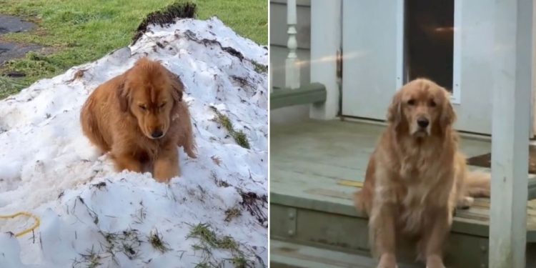 Golden Retriever Waits Patiently for Snow in Heartwarming Video