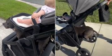 Video: Staffy Knows How to Perfectly Land on Baby’s Stroller