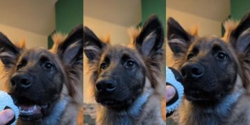 Video: Dog Take Gentle Command a Little Too Seriously