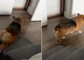 Video: Corgi Does This Instead of Walking Down His Stairs