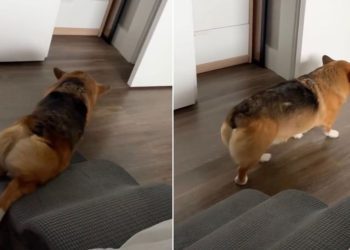 Video: Corgi Does This Instead of Walking Down His Stairs