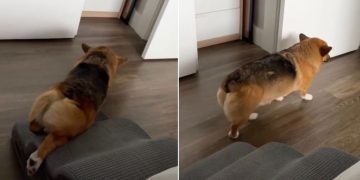 Video: Corgi Does This Instead of Walking Down His Stairs