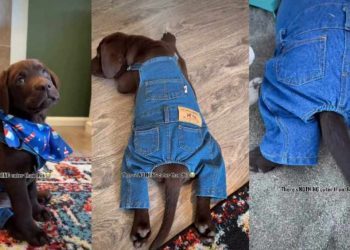 Video: Labrador Puppy Looks Absolutely Adorable in Denim Fit