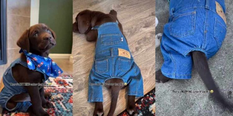 Video: Labrador Puppy Looks Absolutely Adorable in Denim Fit