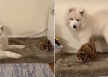 Video Shows Dog & Cat Going From Sleeping Apart to Sleeping Together