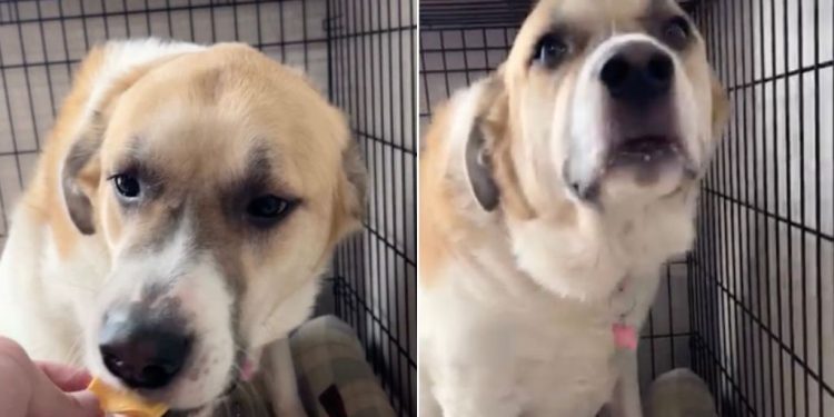 Dog’s Reaction After Eating Cheese Is Unlike Anything You’ve Ever Seen