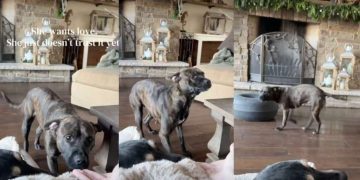Rescue Dog Wants Love, but Doesn’t Trust It Yet in Moving Video