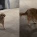 Golden Retriever’s Hide-and-Seek Game Ends With a Funny Reaction