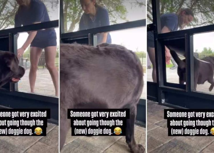 Video: Labrador Gets Thrilled After Passing Through New Dog Door