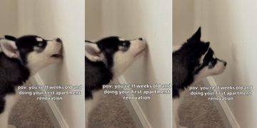 Puppy Takes up His First Home Renovation Project at a Very Young Age