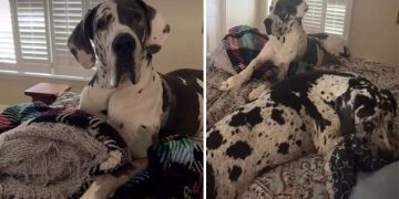 Great Danes Present Unique Challenges for Owner Making the Bed
