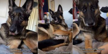 This Dog Has to Get Closer Every Time Owner Makes This Gesture