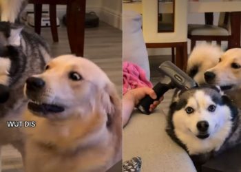 Golden Retriever & Husky Have Polar Opposite Reactions to Massage Gun