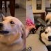 Golden Retriever & Husky Have Polar Opposite Reactions to Massage Gun