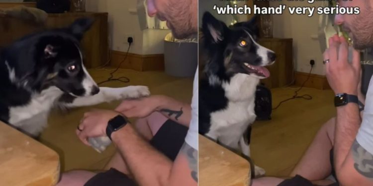 Dog Is Serious About Playing ‘Which One?’ With Owner