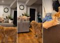 Golden Retriever Accidentally ‘Rage Baits’ the Cat in Hilarious Video