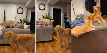 Golden Retriever Accidentally ‘Rage Baits’ the Cat in Hilarious Video