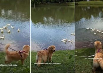 Golden Retriever Charms Ducks at the Lake Effortlessly