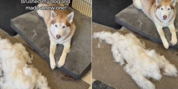 Dog Was Brushed & the Amount of Fur He Shed Surprised the Internet