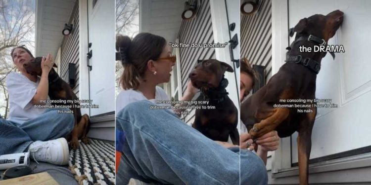 Big Dog Needs to Be Held & Kissed During Nail Trimming