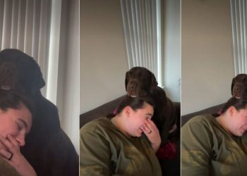 This Dog Uses His Owner’s Head As a Surface to Rest on