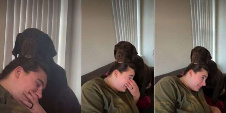 This Dog Uses His Owner’s Head As a Surface to Rest on