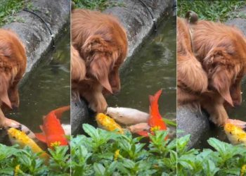Video of Golden Retriever Hanging By the Fish Pond Will Brighten Your Feed