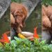 Video of Golden Retriever Hanging By the Fish Pond Will Brighten Your Feed