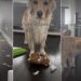 Video: Owner Shows What Cleaning House With Dogs Looks Like