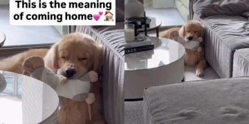 Video: Dog Welcomes Owner Home With Favorite Toy