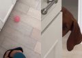 Dog’s Version of Playing Fetch Is Very Different
