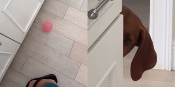 Dog’s Version of Playing Fetch Is Very Different