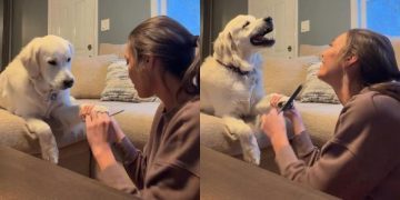 Video: Golden Retriever Wants to Do Everything Owner Does — Even Nail Trimming
