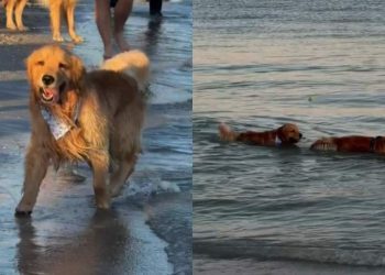 Video: Dog Having Best Time at Golden Retriever Meetup