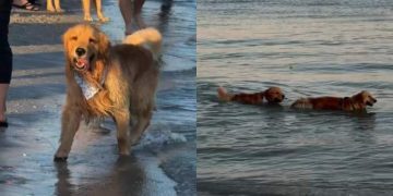 Video: Dog Having Best Time at Golden Retriever Meetup