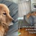Video: Golden Retriever Follows Her Bed Wherever It’s Moved in the House