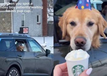 Video: Dog Patiently Waits for Pup Cup on Birthday