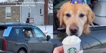 Video: Dog Patiently Waits for Pup Cup on Birthday