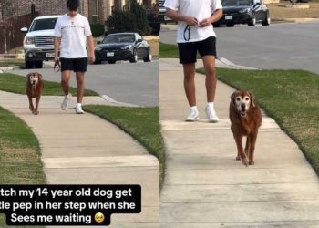 Video: Senior Dog Walks Faster As Soon As She Sees Owner