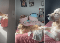Video: Golden Retriever Enjoys the View From Her Own Room