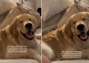 Golden Retriever Can Barely Keep His Eyes Open & Still Won’t Go To Sleep