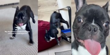 Frenchie’s Understanding of Solid Objects Is Limited & Here’s Proof