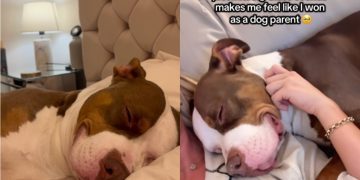 Dog’s Peaceful Sleeping Sounds Fill Owner’s Heart With Joy