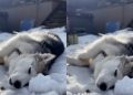 Video: Rescue Husky Enjoys Relaxing Nap Time in Snow