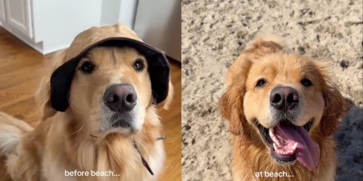 Video: Owner Documents Golden Retriever’s Beach Adventures