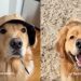 Video: Owner Documents Golden Retriever’s Beach Adventures