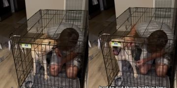 Dog Gets Time Out in Crate With Dad, but Still Won’t Learn in Funny Video