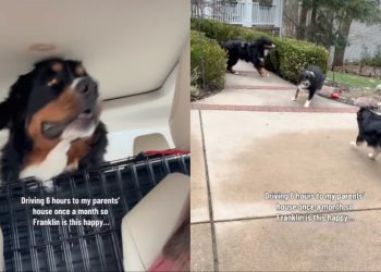 Dog’s Owners Drive 6 Hours to Parents’ House So He Can Be Happy